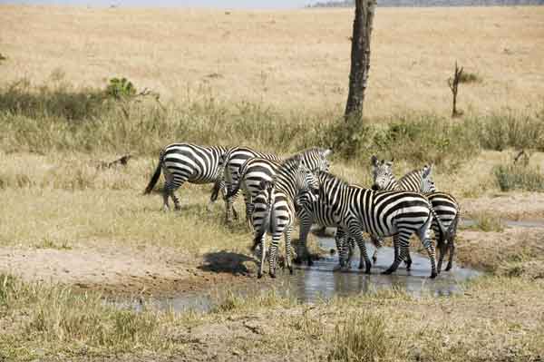51 - Kenia - Cebras - reserva nacional de Masai Mara